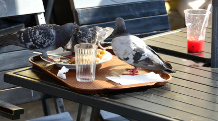 Pigeons eat leftovers on a table in an outdoor cafe