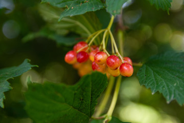 Close-up of viburnum berries on a bush. Kalina (scientific name Viburnum)