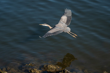 one great blue heron flew over rocky shore line over the river under the sun