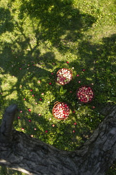 Apples on the grass. Apple baskets are on the grass under the tree.