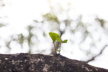 Young branches growing out of very old trunks with sunlight on blur nature background.