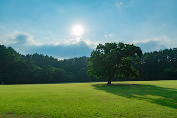 草原と青空　逆光