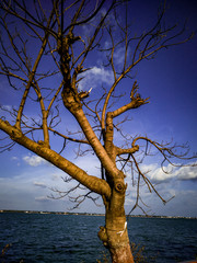 Fototapeta na wymiar lonely tree on the beach