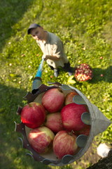 Apple harvesting. A farmer is holding a picker filled with apples. Top view.