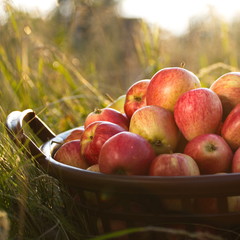 Apples on the grass. A basket of apples stands on the grass. Close-up.