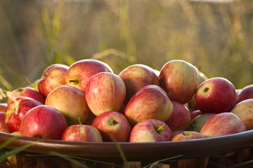 Apples on the grass. A basket of apples stands on the grass. Close-up.