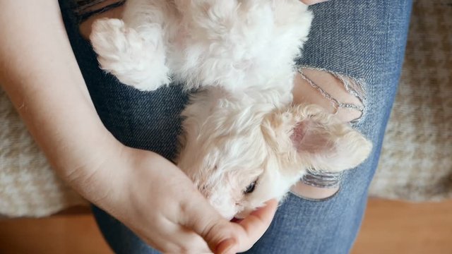 Master holds puppy dog on legs and pets him