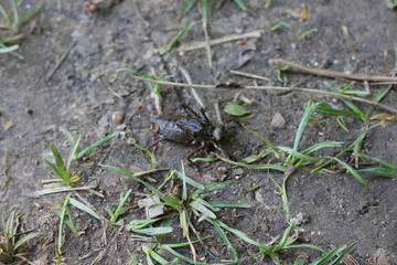 
Dragonfly larva crawling on the ground