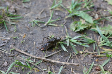 
Dragonfly larva crawling on the ground
