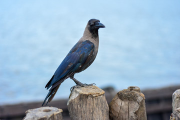 crow on the fence