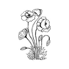 drawing flowers. poppy flower clip-art or illustration.