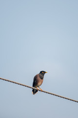 Common myna of Bangladesh 