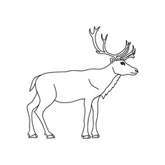 Reindeer vector illustration. Deer hand drawn line drawing.