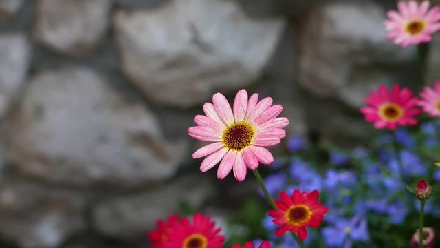 African daisies or Osteospermum aka Ursinia in a flower garden