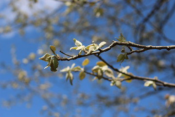 Young fresh leaves appeared on the tree in spring