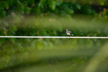 Oriental magpie-robin