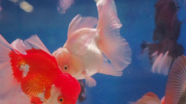 Vdo. view of White Oranda Goldfish (Carassius auratus) diving in glass fish tank with blue background.
