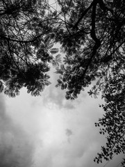 black and white image of sky in the background and tree in the foreground