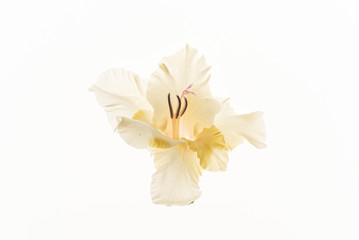 Fototapeta na wymiar flower on the white background
