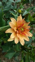  orange flower