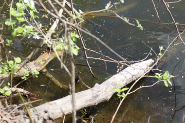 Snake swims among snags in a forest lake on a summer sunny day