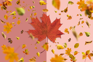 Autumn composition. leaves on pastel beige background.