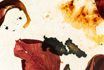 old paper and dried flowers