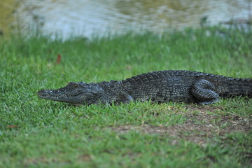 Africa. Zambia. The crocodile lies on the shore.