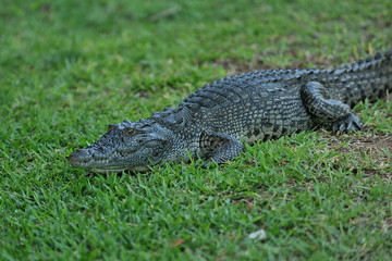 Africa. Zambia. The crocodile lies on the shore.