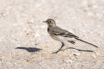 A Beautiful White Wagtail Juvenile Sitting on the Beach and Enjoying the Summer Sun
