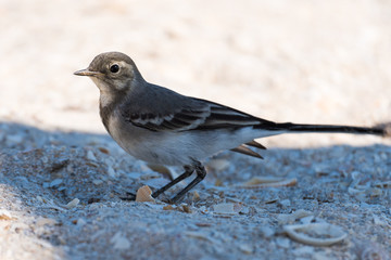 A White Wagtail Juvenile Sitting on the Beach and Enjoying the Coolness of a Shadow