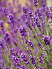 Fototapeta na wymiar Soft focus on lavender flowers in flower garden.