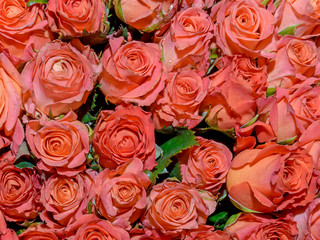 Flowers background. Close up.