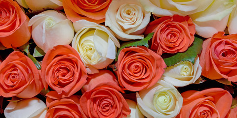 Flowers background. Close up. Panorama.