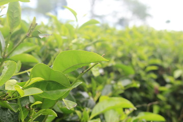 Green Leaf On Tea Gardens In The Morning Are Fresh And Green
