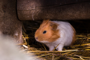 Brown and white Guinea Pig Cavia Porcellus hiding under a wooden board on straw portrait close up