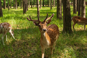 ein Damhirsch im Wald