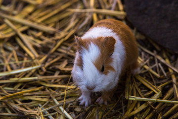 Brown and white Guinea Pig Cavia Porcellus standing on straw look from above