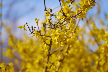 宇都宮　豊郷　まほろばの郷　レンギョウ