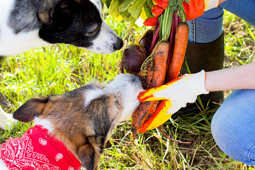Young farm woman feeds two dogs with healthy food in the village, pet eats fresh carrots from the garden and harvests.