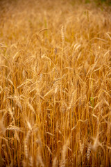 Vertical photo full frame of ripe rye as a backdrop.