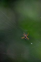 spider on the web
