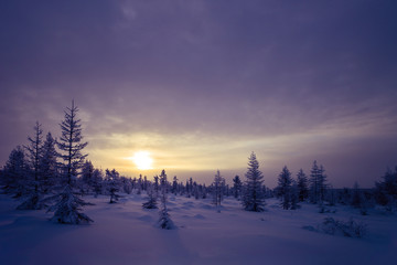 Fototapeta na wymiar Winter scene. Snowscape. Forest, sunset, trees. Winter evening landscape.