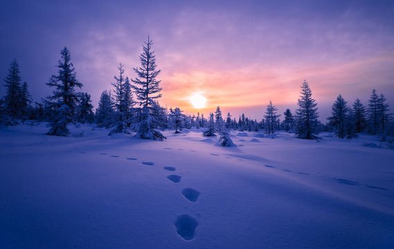 Paysage d'hiver. Des empreintes de pas dans la neige