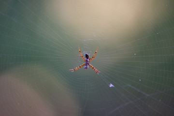 spider in web