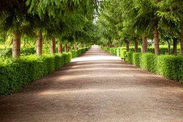 Obraz premium A green alley stretching into the distance.