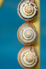 Three snails on a plant stem on a blue background close-up