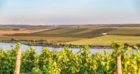 Fototapeta na wymiar Blick über große Obstplantage am Süßen See in Sachsen-Anhalt