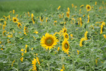 Fototapeta premium GROUP OF YELLOW SUNFLOWER IN FARM FIELD 