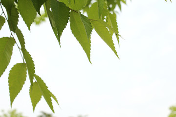 fresh green leaf isolated on white background